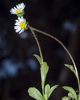 Annual Daisy 