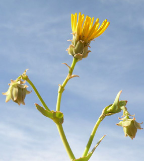 Launaea angustifolia