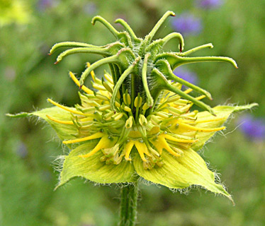 Ciliate Love-In-A-Mist 