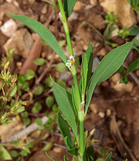 Prostrate knotweed 