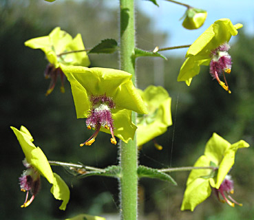 Glandular celsia 