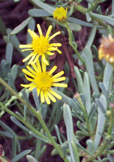 Golden samphire 