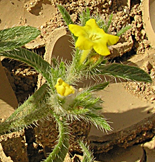 Arabian primrose 