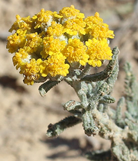 Achillea santolina