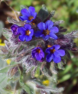 Dyer's Alkanet, Dyer's Bugloss 