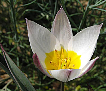 Two-Flowered Tulip 