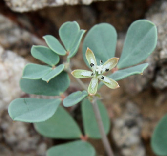 Scarlet caltrop 