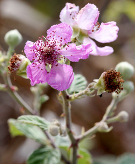 Rubus  sanguineus