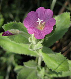 Great Willow-herb 