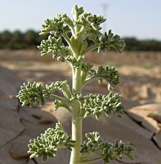 Judean wormwood 