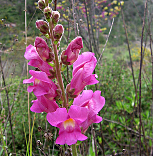 Great Snapdragon 