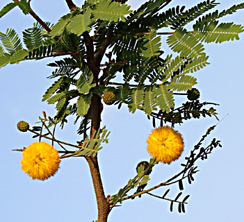 Sweet Acacia, Needle bush 