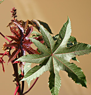 Ricinus  communis 