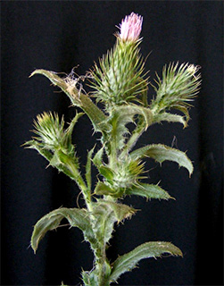 Spear thistle 