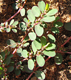 Prostrate Spurge 