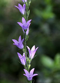 Rampion Bellflower 