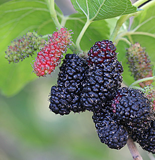 Black mulberry 