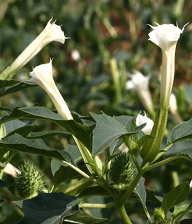 Common Thorn Apple 