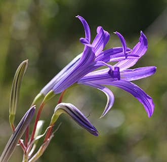 Blue Desert Lily, Tartar Ixiolirion 