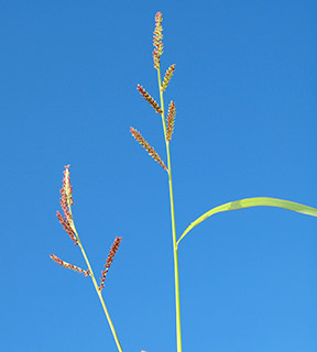 Corn Panicgrass, Purple Panic 