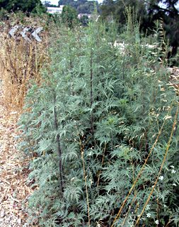 Burr ragweed 