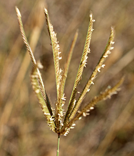 Rhodes Grass 