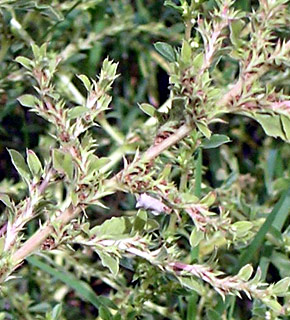 White Amaranth, Tumble Pigweed 