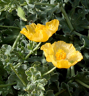 Yellow Horned-poppy 