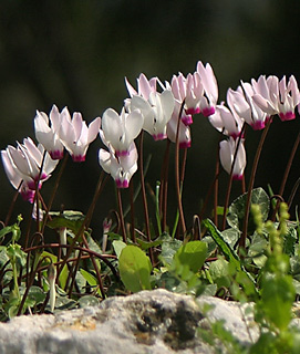 Cyclamen persicum