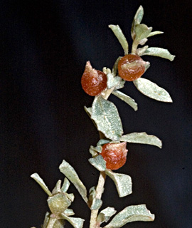 Australian Salt bush 