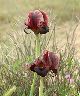 Sand Iris, Petra Iris 