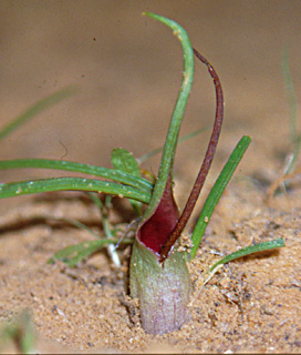 Tiny Biarum 