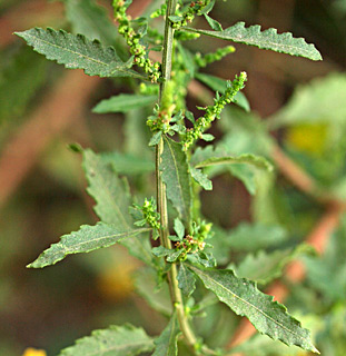 Mexican Tea, Wormwood 