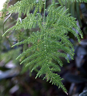 Asparagus setaceus