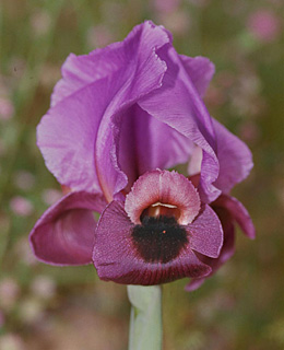 Iris   mariae