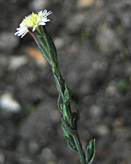 Annual Saltmarsh Aster 