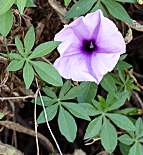 Jgged-leaved Morningglory 