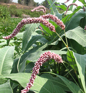 Pink Knotweed  