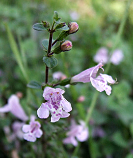 Gray calamint 