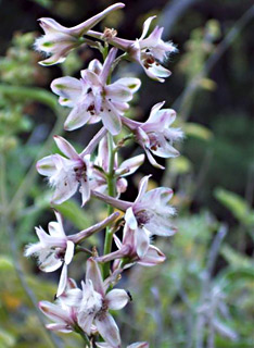 Delphinium  ithaburense 