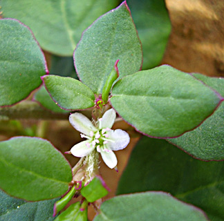 Desert horse-purslane 