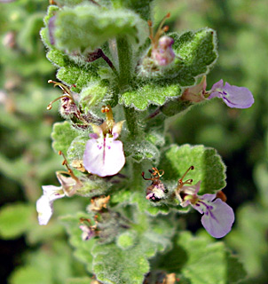 Teucrium scordioides