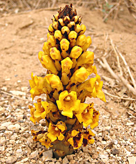 Desert Broomrape 