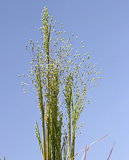 אנטינוריית האיים