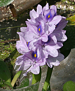 Water hyacinth 