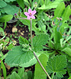 Erodium malacoides