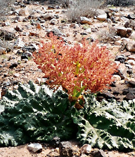 Desert Rhubarb 