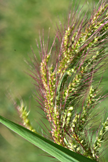 Cockspur Panic Grass, Common Barnyard Grass 