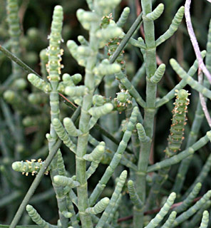 glasswort, pickleweed, marsh samphire 