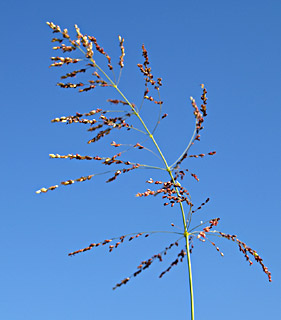 Guinea grass 